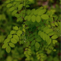 Huile de Moringa